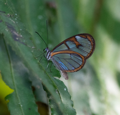 Oleria aquata