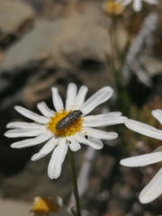 Acmaeodera cisti