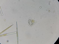 Strobilidium caudatum