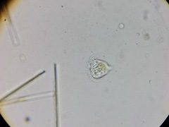 Strobilidium caudatum