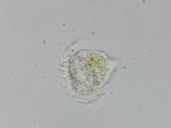 Strobilidium caudatum