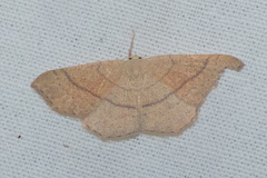 Cyclophora ruficiliaria