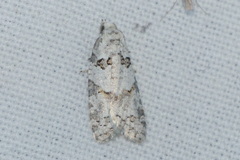 Eana canescana