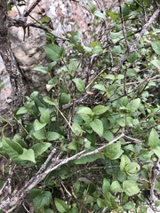 Halleria lucida