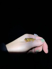 Boana leptolineata