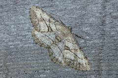 Peribatodes perversaria