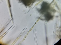 Bacillaria paxillifera