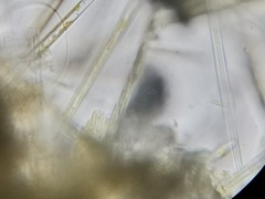 Bacillaria paxillifera