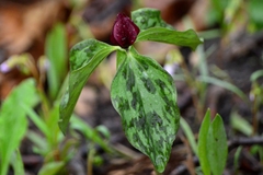 Trillium recurvatum