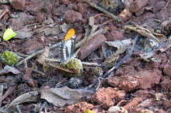 Mestra hersilia