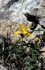 Hypericum nummularium