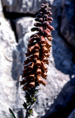 Digitalis parviflora