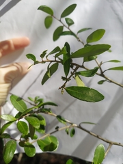 Ilex vomitoria image