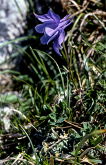 Aquilegia pyrenaica