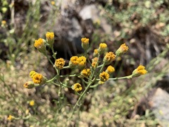 Erigeron inornatus keilii