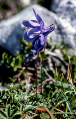 Aquilegia pyrenaica