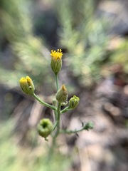 Erigeron inornatus keilii