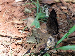 Praepedaliodes phanias