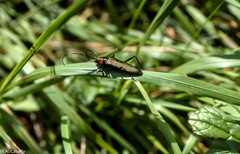 Aromia moschata ambrosiaca