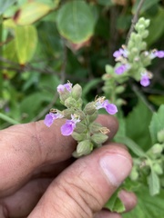 Teucrium vesicarium