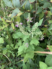 Teucrium vesicarium