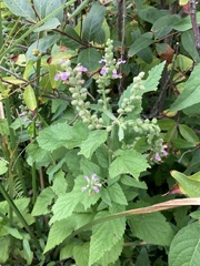 Teucrium vesicarium