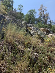 Erigeron inornatus keilii