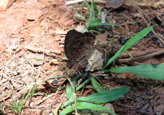 Praepedaliodes phanias