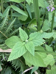Teucrium vesicarium