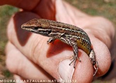 Psammodromus blanci