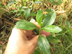 Baccharis prunifolia