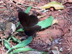 Praepedaliodes phanias