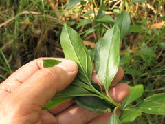 Baccharis prunifolia
