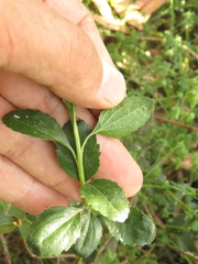 Baccharis rupicola