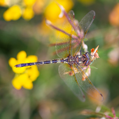 Gomphomacromia paradoxa