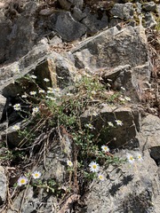 Erigeron aequifolius