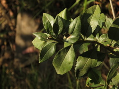 Baccharis prunifolia