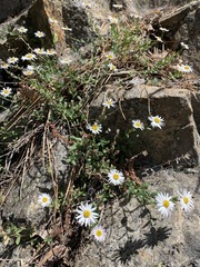 Erigeron aequifolius