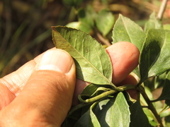 Baccharis prunifolia