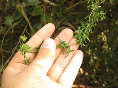 Galianthe bogotensis