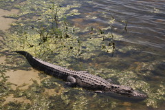 Alligator mississippiensis