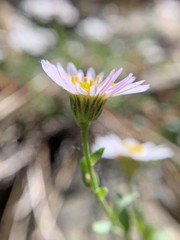 Erigeron aequifolius