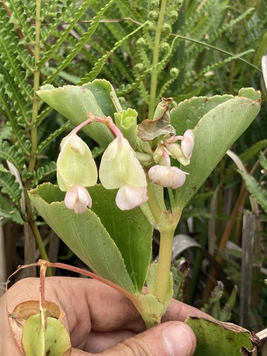 Begonia cucullata