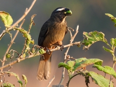 Cinnamon-Bellied Saltator photo 5