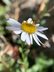 Erigeron aequifolius