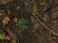 Hydrocotyle bonplandii