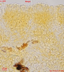 Orbilia xanthoguttulata