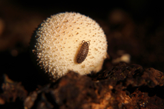 Porcellium collicola