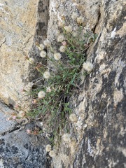 Erigeron aequifolius