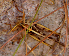 Cyrtacanthacris tatarica